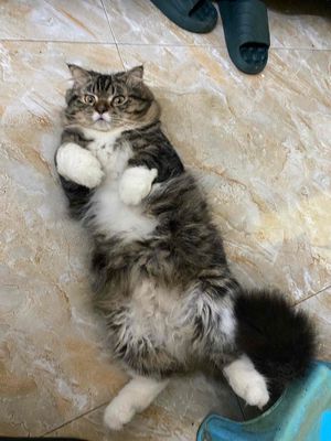 Mèo Anh lông ngắn đực Xám đã tiêm phòng