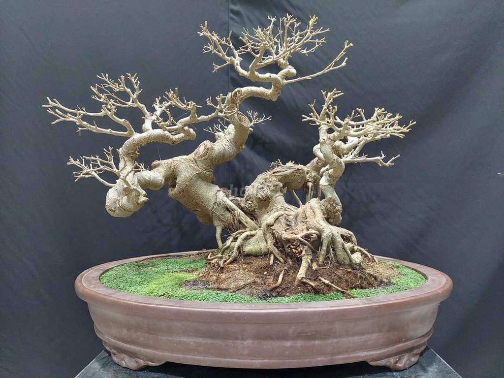 Cây sanh dáng long cao 60cm