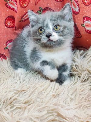 mèo Munchkin chân lùn 2 tháng 