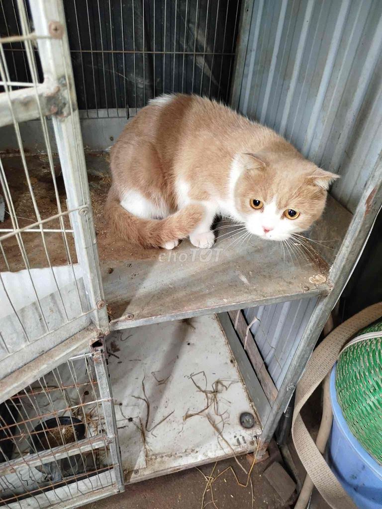 Mèo cảnh đực Vàng trắng. Mua bán Mèo tại Huyện Phú Xuyên Hà Nội được đăng bởi bảo khang hình 1