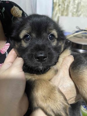 HAI EM BÉ LAI 🇯🇵 TÌM BA MẸ YÊU THƯƠNG EM ❤️🥰