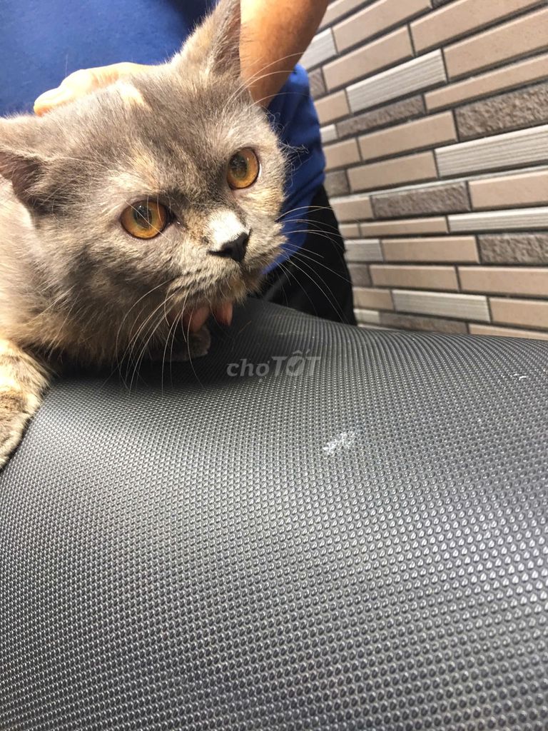 Mèo Anh Lông Ngắn Lai. Mua bán Mèo tại Quận Bình Thạnh Tp Hồ Chí Minh được đăng bởi Nguyễn Thị Mỹ Hiền hình 2