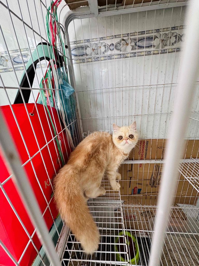 mèo ba tư 34
