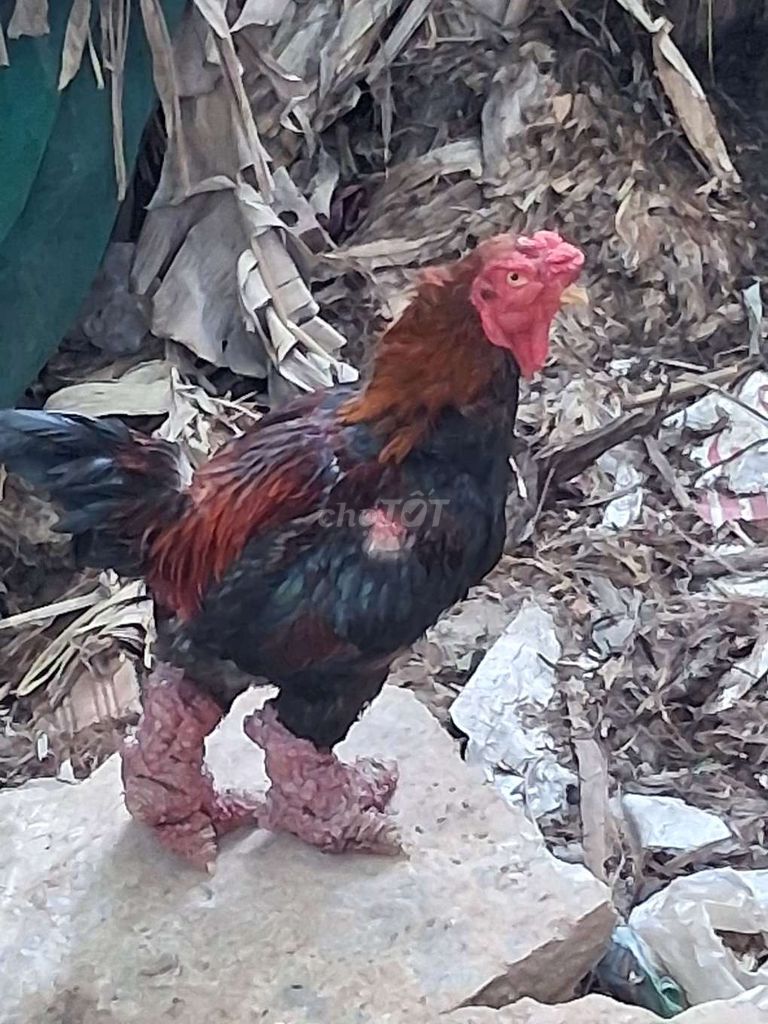 Gà Đông Tảo F1 trên 4kg. Mua bán Gà tại Huyện Hòa Vang Đà Nẵng được đăng bởi phạm hưng hình 1