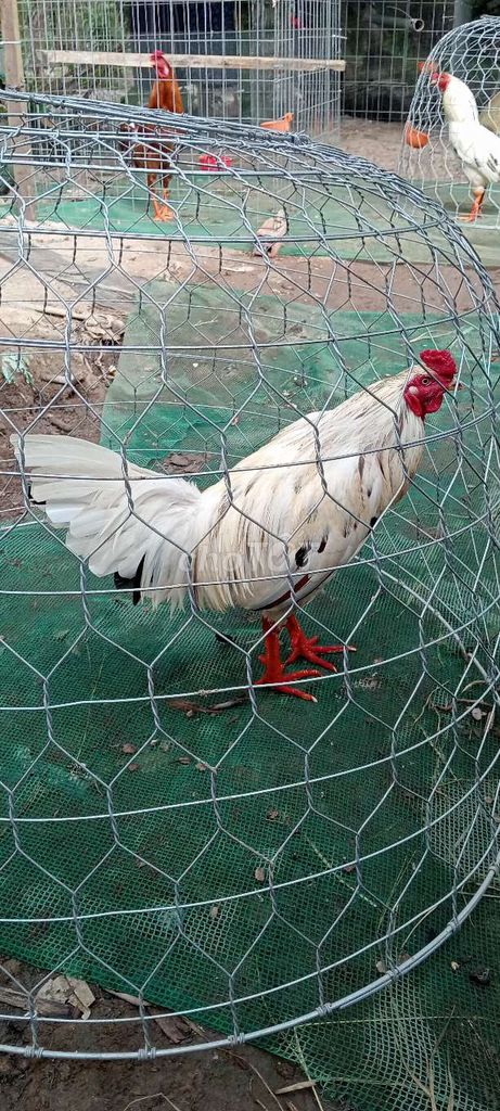 Gà bướm trống màu trắng. Mua bán Gà tại Huyện Mỏ Cày Nam Bến Tre được đăng bởi Ngô Thanh Bằng  hình 1