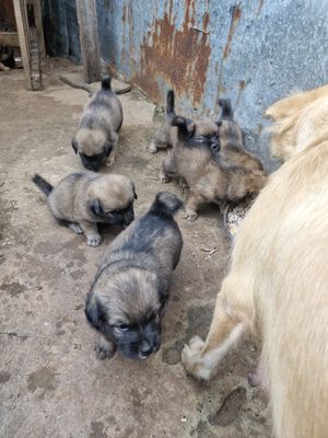 Chó con. Mua bán Chó tại Thành phố Vũng Tàu Bà Rịa - Vũng Tàu được đăng bởi Lê triệu