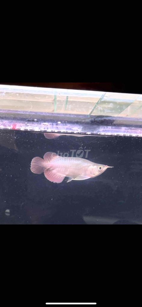 Huyết long kingshort u20. Mua bán Thú cưng khác tại Thị xã Tân Uyên Bình Dương được đăng bởi Tuấn hình 1