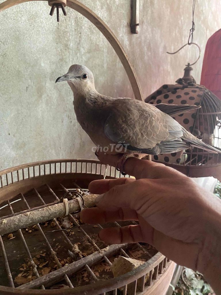 cu gáy giọng thổ. Mua bán Chim tại Huyện Tiên Du Bắc Ninh được đăng bởi North A Tran hình 2