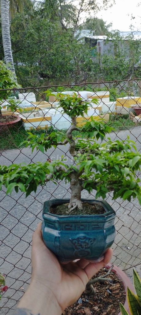 Cây cảnh bonsai Chiếu thủy nhỏ gọn Trung nu. Mua bán Cây cảnh, đồ trang trí tại Quận Bình Thuỷ Cần Thơ được đăng bởi Chiến Kê CT hình 1