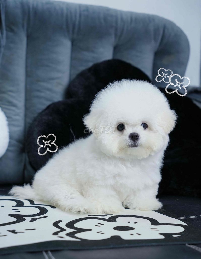 BICHON NHẬP + 4 tháng chủi. Mua bán Chó tại Quận 1 Tp Hồ Chí Minh được đăng bởi Ái Vy  hình 4