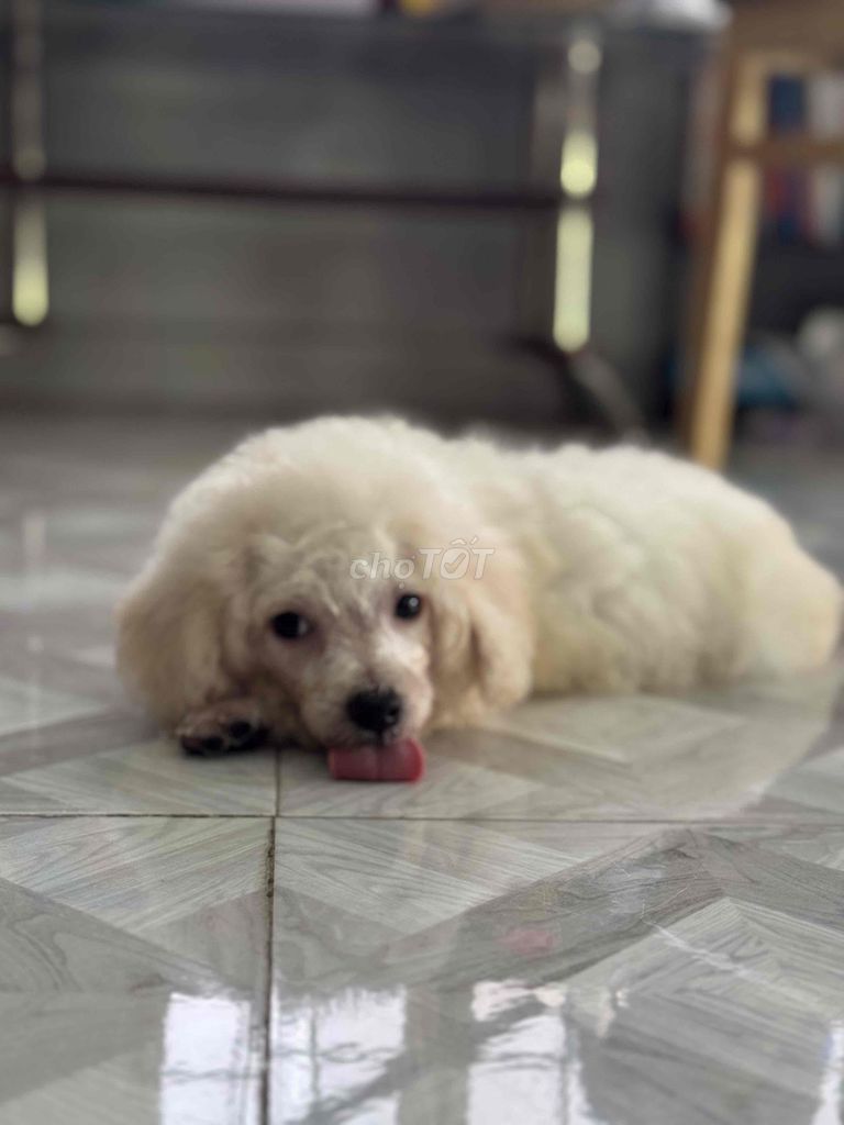 Chó Poodle đực Trắng đã tiêm phòng. Mua bán Chó tại Thị xã Tân Uyên Bình Dương được đăng bởi Nguyễn Hiền hình 1