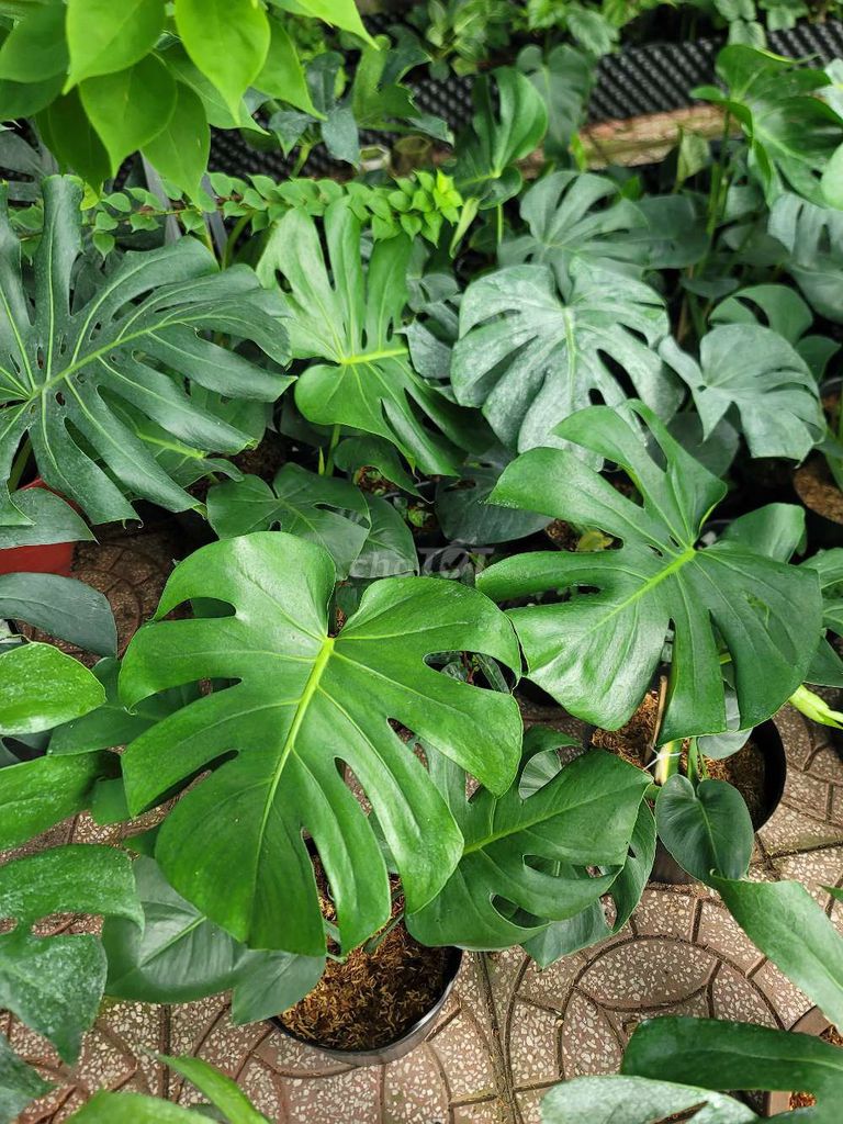 Cây cảnh Monstera Xanh lá. Mua bán Cây cảnh, đồ trang trí tại Quận Cái Răng Cần Thơ được đăng bởi gia dụng rẻ  hình 1