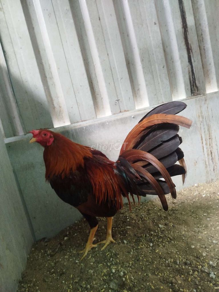 Gà tre khéc mỹ Sweater. Mua bán Gà tại Huyện Chợ Mới An Giang được đăng bởi CH Thú Y Hồng Đạt hình 2