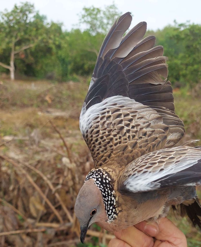 Chim bổi Bình Thuận lâm đồng. Mua bán Chim tại Huyện Bình Chánh Tp Hồ Chí Minh được đăng bởi anhga88 hình 1
