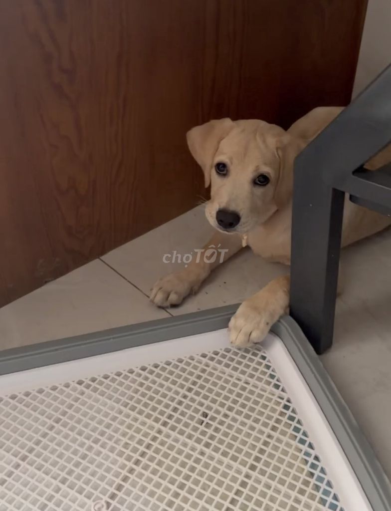 Labrador Thuần Cái 5 thág Vàg kem Tiêm ngừa đầy đủ. Mua bán Chó tại Thị xã Tân Uyên Bình Dương được đăng bởi Tee Tee hình 1