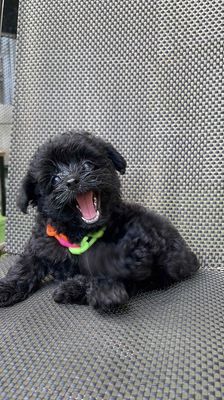 Chó Phốc Sóc lai Poodle cái 45 ngày đã tiêm