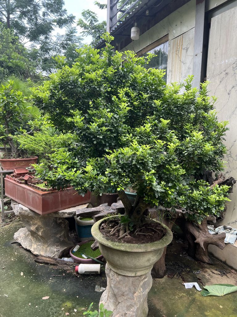 Cây cảnh Hoa ngâu 3 thân thơm trồng sân vườn. Mua bán Cây cảnh, đồ trang trí tại Huyện Đông Anh Hà Nội được đăng bởi Giang hình 1