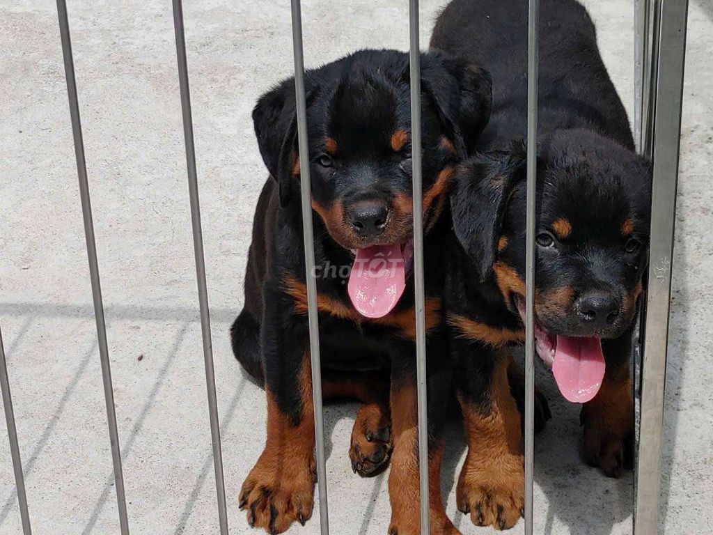Rottweile cái. Mua bán Chó tại Thành phố Bà Rịa Bà Rịa - Vũng Tàu được đăng bởi thuy tran hình 1