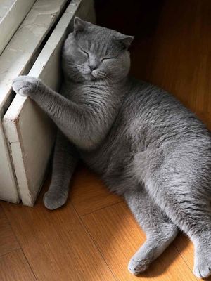 Mèo Scottish Fold Đực Xám xanh Dưới 1 tuổi