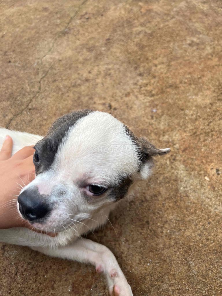 Chó Trắng Đen. Mua bán Chó tại Thành phố Buôn Ma Thuột Đắk Lắk được đăng bởi Linh Nguyễn hình 1