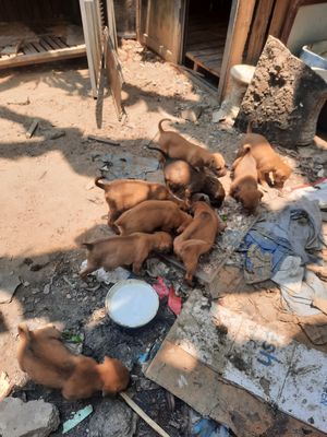 Chó Phú Quốc Vàng Xoáy kiếm