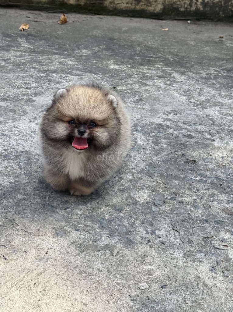 Pom mini