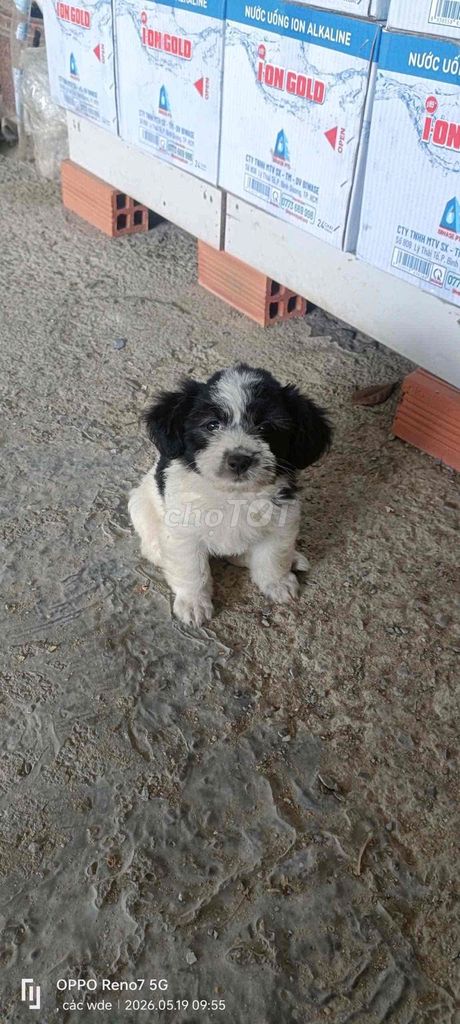 Chó Poodle lai Phốc Sóc 2 tháng tuổi. Mua bán Chó tại Thành phố Thuận An Bình Dương được đăng bởi Ngân hình 1