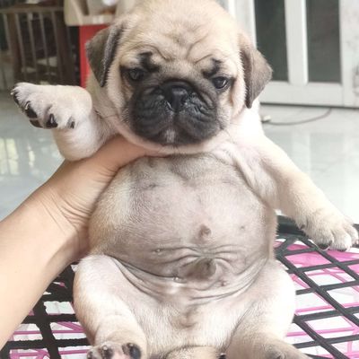 Pug xệ thuần chủng tìm nhà mới. Mua bán Chó tại Huyện Giồng Trôm Bến Tre được đăng bởi Thi