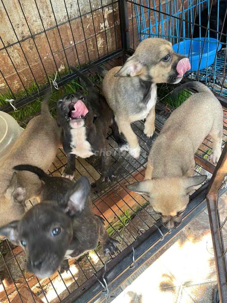 Chó Bull Pháp Lai Nhật nhiều màu. Mua bán Chó tại Thành phố Buôn Ma Thuột Đắk Lắk được đăng bởi Vũ Lê Tuấn Anh  hình 1