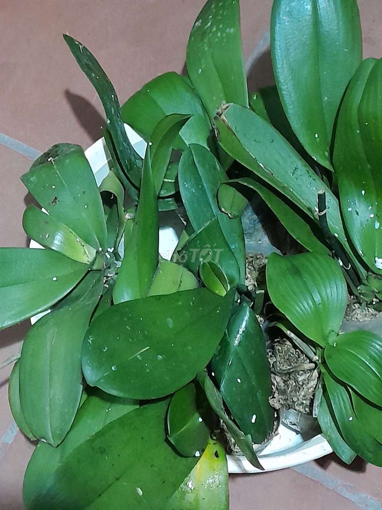 Phong lan Xanh lá Trắng, vàng, hồng. Mua bán Cây cảnh, đồ trang trí tại Quận Hoàng Mai Hà Nội được đăng bởi Hương Ly hình 1