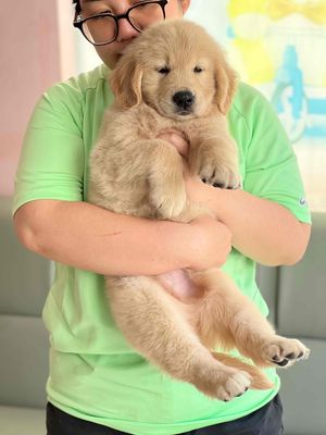 Chó Golden Retriever con đã tiêm