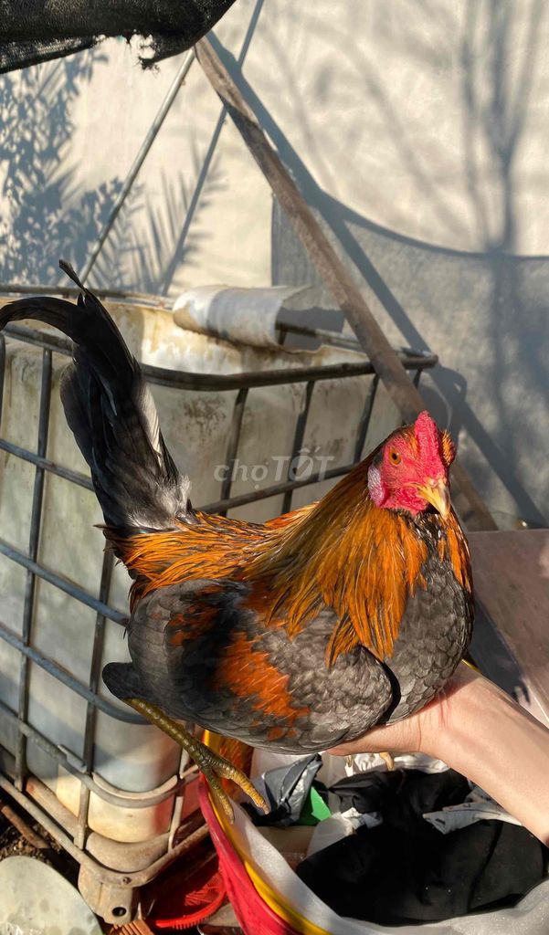 Gà Sill mỹ mini 7 tháng. Mua bán Gà tại Huyện Thống Nhất Đồng Nai được đăng bởi Phan Phi Phụng hình 1