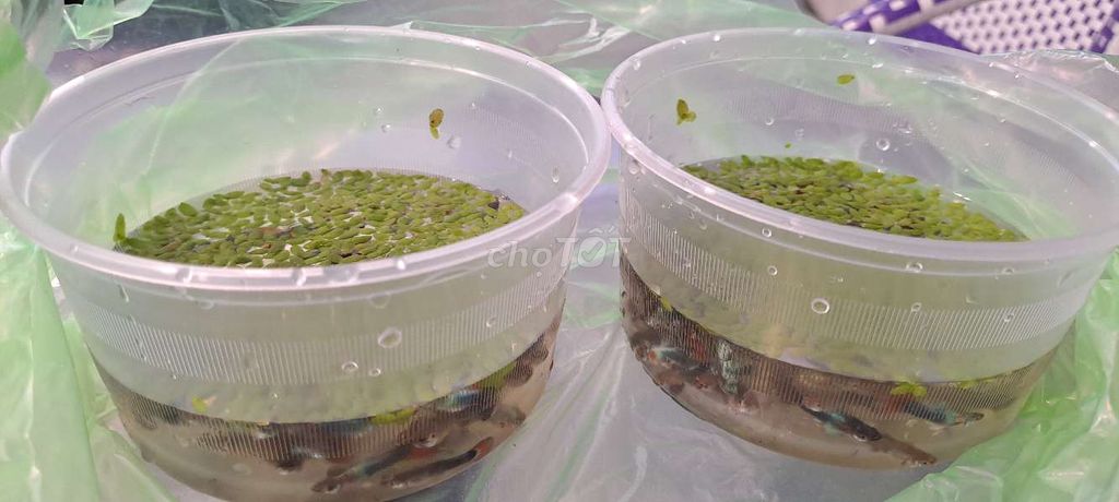 Cá bảy màu đẹp chỉ 1k/1con tặng bèo.. Mua bán Thú cưng khác tại Huyện Hóc Môn Tp Hồ Chí Minh được đăng bởi Huỳnh chí tâm hình 4