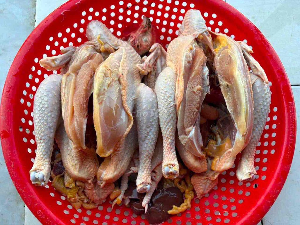 Gà ta lai 3.5 - 4kg. Mua bán Gà tại Thành phố Dĩ An Bình Dương được đăng bởi Hoa Bất Tử hình 1
