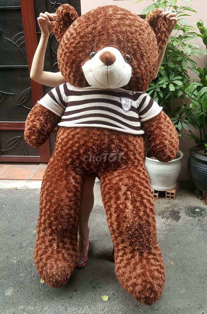 Gấu bông Teddy 1m8 - Không sử dụng nên bán