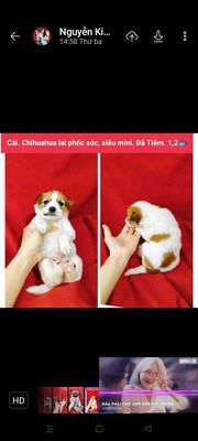 Chó Chihuahua lai siêu mini dễ thương xỉu đủ màu