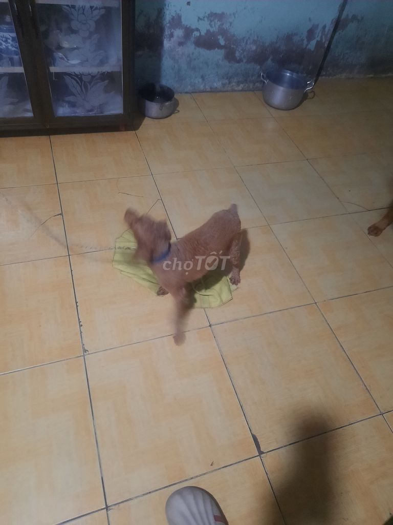 Chó Poodle đực Nâu 4 tuổi. Mua bán Chó tại Huyện Bình Chánh Tp Hồ Chí Minh được đăng bởi Nguyễn Hoàng Bảo hình 1