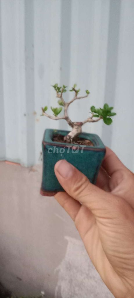 Cây cảnh mini Sam hương để bàn. Mua bán Cây cảnh, đồ trang trí tại Huyện Bình Chánh Tp Hồ Chí Minh được đăng bởi cây và Đá hình 1