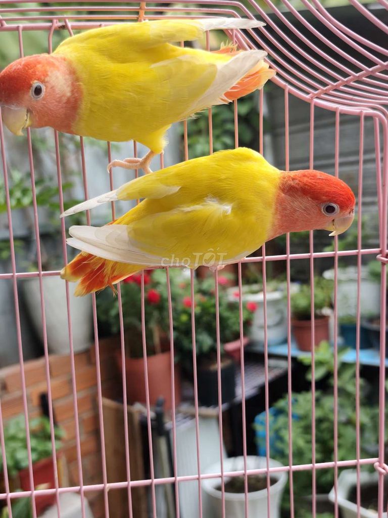 Cặp lovebirds peached full đầu đỏ . Mua bán Chim tại Huyện Hóc Môn Tp Hồ Chí Minh được đăng bởi Hiển Lê hình 1
