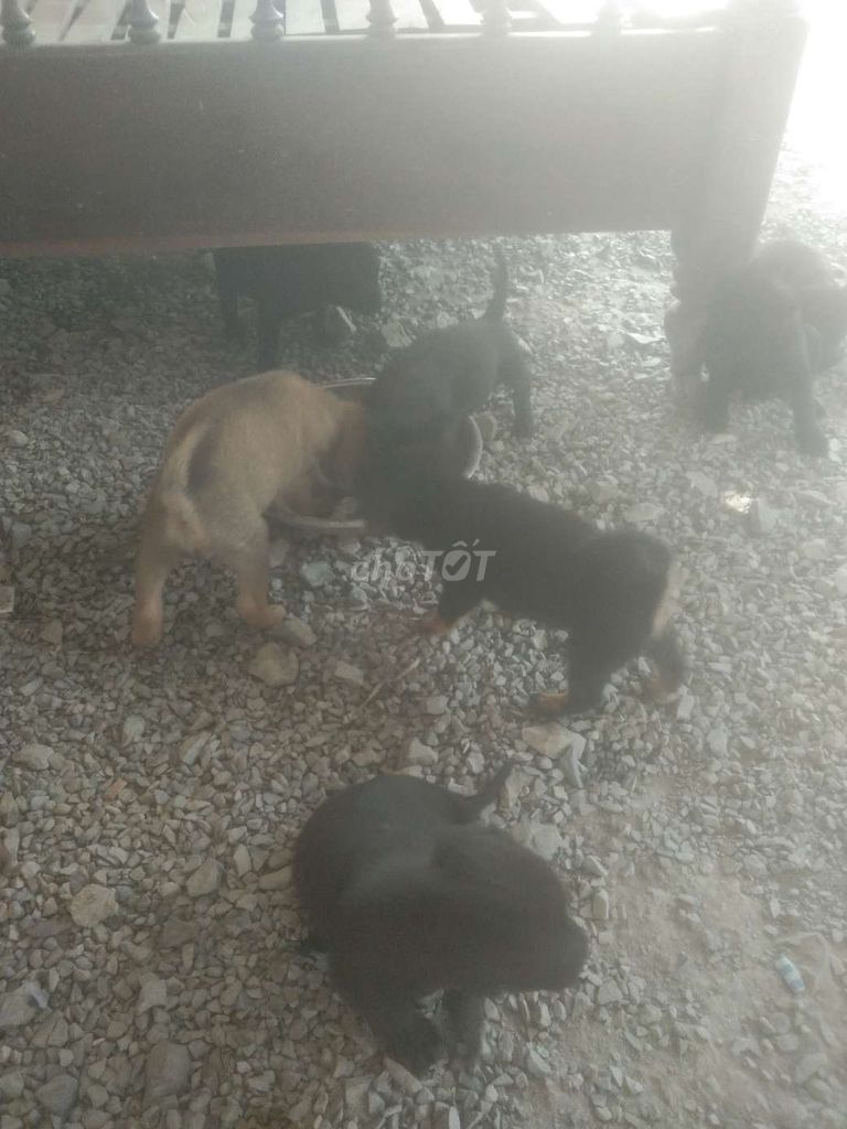 Chó con Đen Nâu vàng. Mua bán Chó tại Huyện Củ Chi Tp Hồ Chí Minh được đăng bởi Nam hình 1