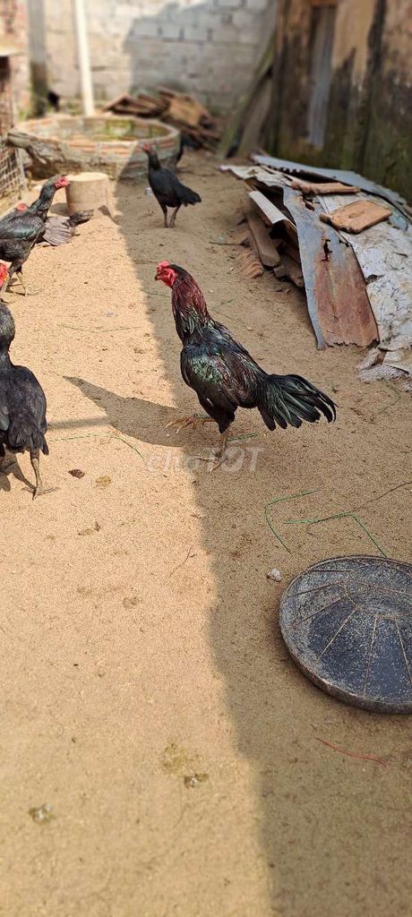 Gà chọi Ô đực 10 tháng. Mua bán Gà tại Huyện Phúc Thọ Hà Nội được đăng bởi Mit Tuấn hình 1