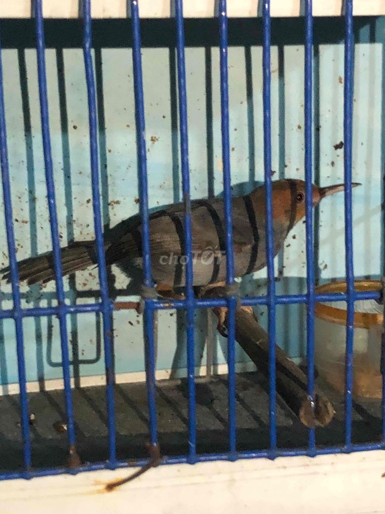 Chim Sâu đầu đỏ. Mua bán Chim tại Quận Bình Tân Tp Hồ Chí Minh được đăng bởi Hà Vy hình 1