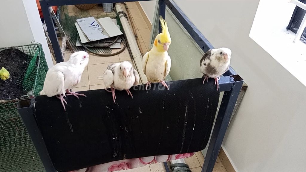 Vẹt mào Cockatiel & Yến Phụng. An Sương. Mua bán Chim tại Quận 12 Tp Hồ Chí Minh được đăng bởi VetViet hình 2