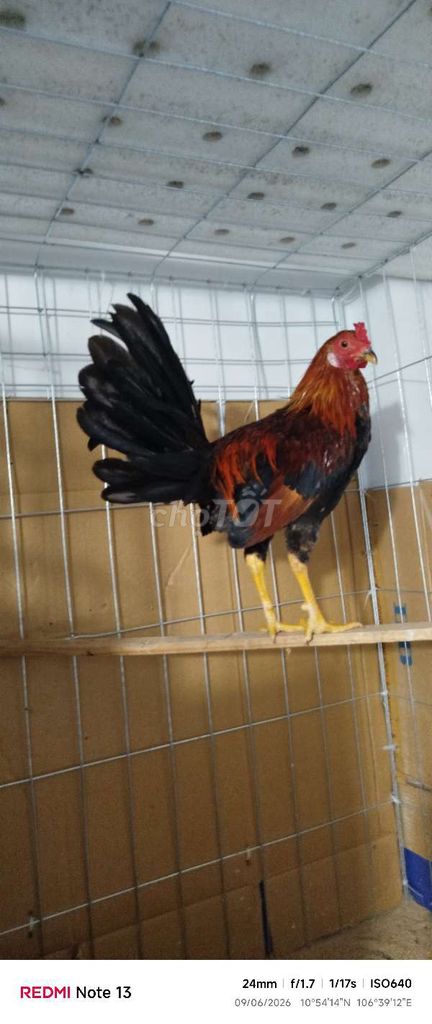 Asll mỹ 1k tơ 4t trạng 1k4 an lên ae về dú. Mua bán Gà tại Huyện Hóc Môn Tp Hồ Chí Minh được đăng bởi hai gà lông gà tre  hình 1