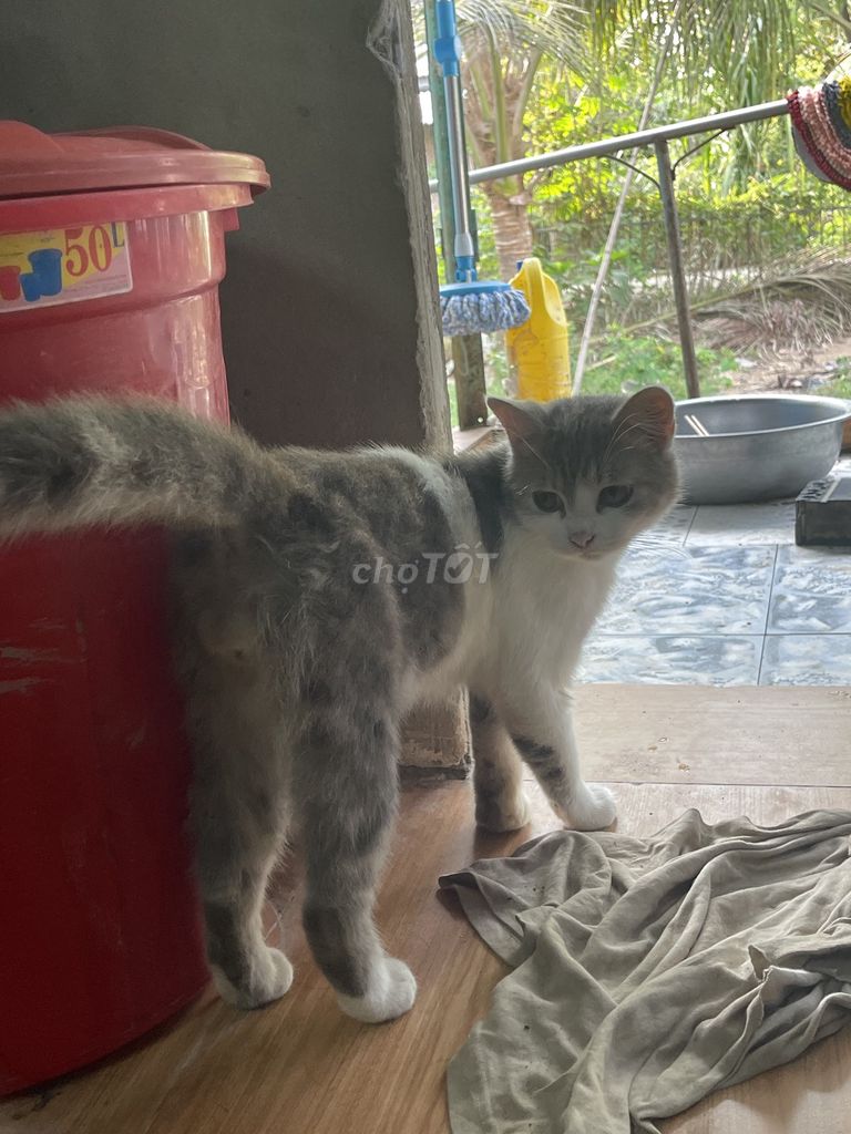 Mèo Anh lông ngắn đực 8 tháng. Mua bán Mèo tại Huyện Châu Thành An Giang được đăng bởi Khánh Nguyễn hình 1