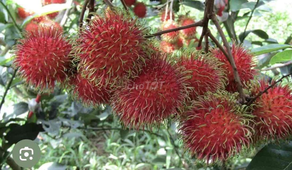 Cây giống Chôm chôm Tiến Cường. Mua bán Đồ chuyên dụng, Giống nuôi trồng tại Huyện Cái Bè Tiền Giang được đăng bởi Võ Minh Luân hình 1
