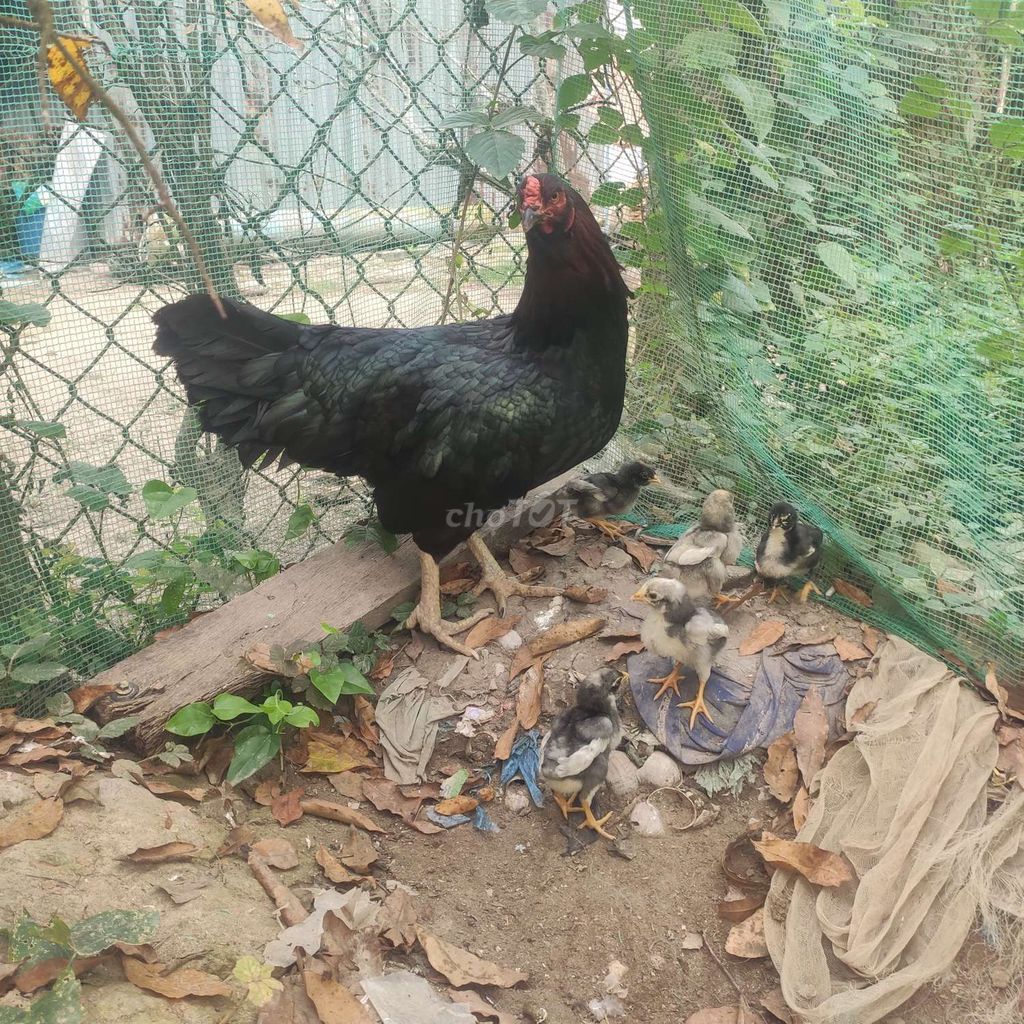 Gà mái thái việt 2k8. Mua bán Gà tại Huyện Vĩnh Thạnh Cần Thơ được đăng bởi vu hình 1