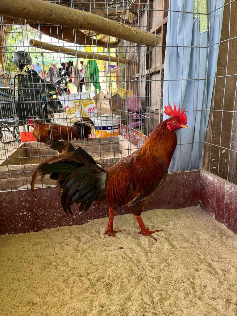 khét lá 2,8kg trạng 3kg. Mua bán Gà tại Huyện Đất Đỏ Bà Rịa - Vũng Tàu được đăng bởi Phong CHICKEN hình 1