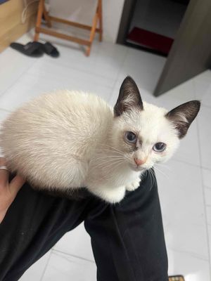 Mèo Xiêm hơn 2 tháng 1tr5