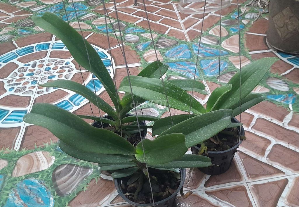 Cây cảnh Phong lan Đai trâu Thái. Mua bán Cây cảnh, đồ trang trí tại Thành phố Bến Tre Bến Tre được đăng bởi Nguyễn Minh Hoàng  hình 1